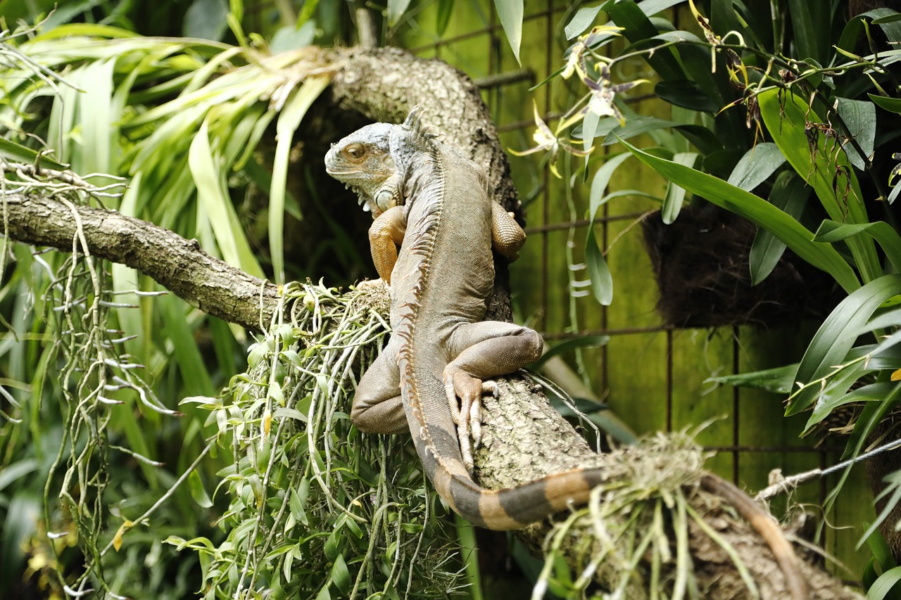 animal  iguana  zoo free photo