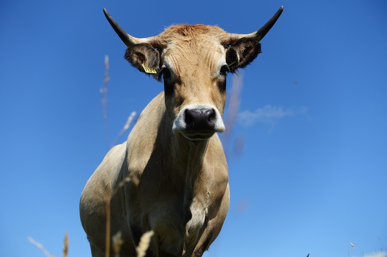 animal  cow  hypnosis free photo