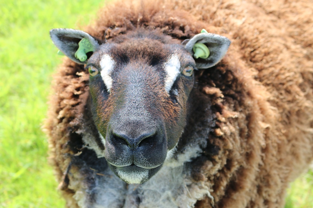 animal sheep wool free photo