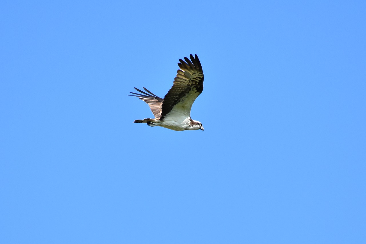 animal  sky  bird free photo