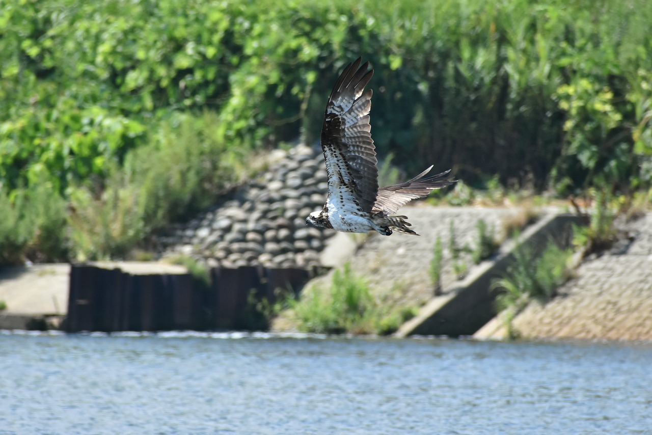 animal  river  waterside free photo