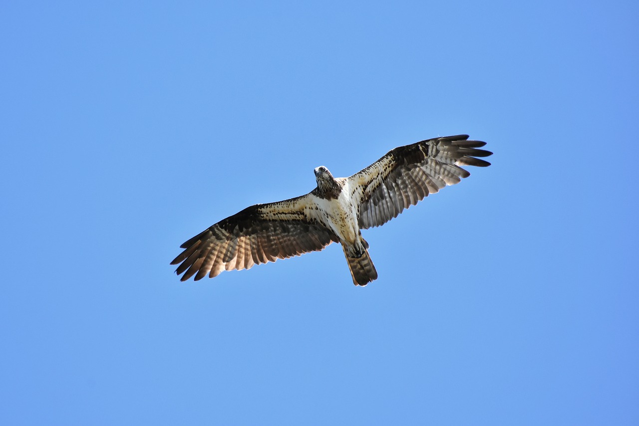 animal  sky  bird free photo