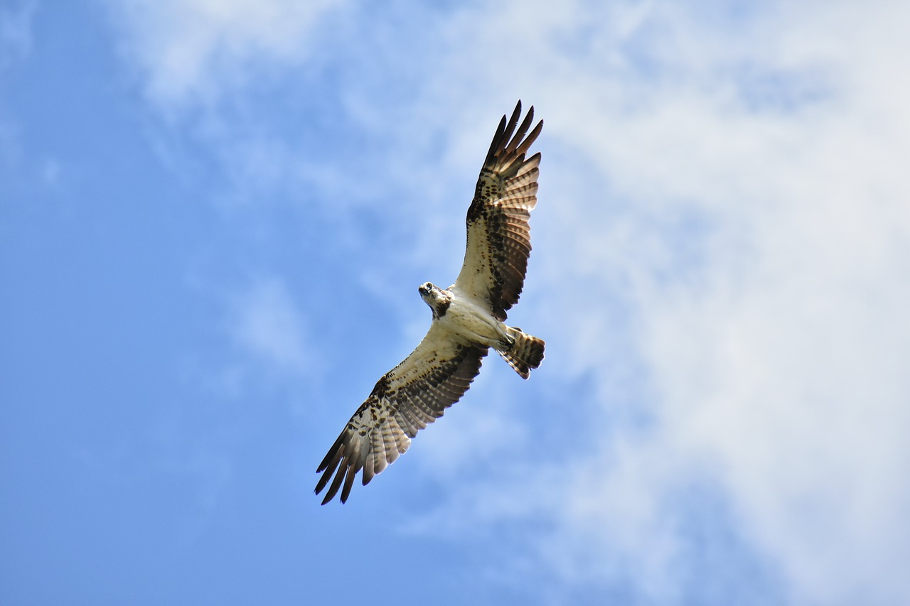 animal  sky  bird free photo