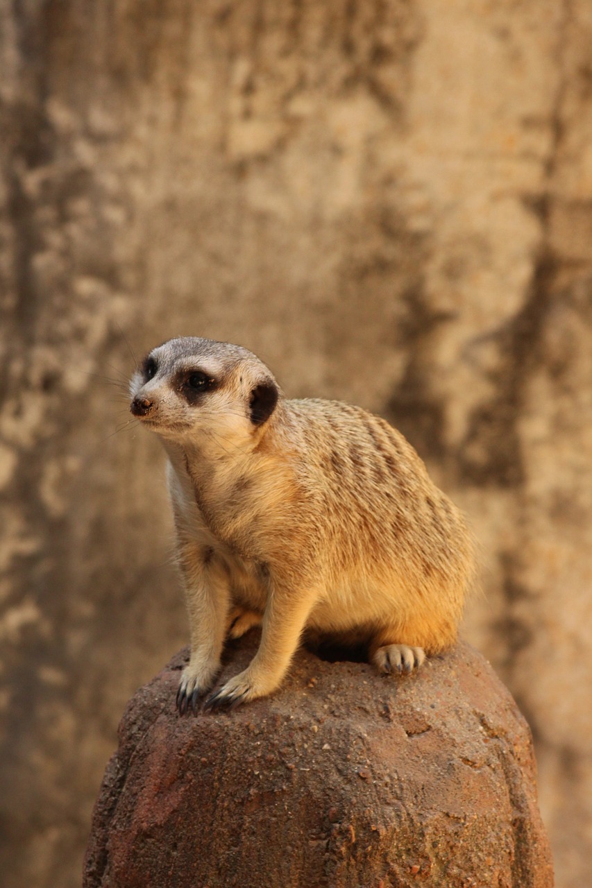 animal  meerkat  zoo free photo