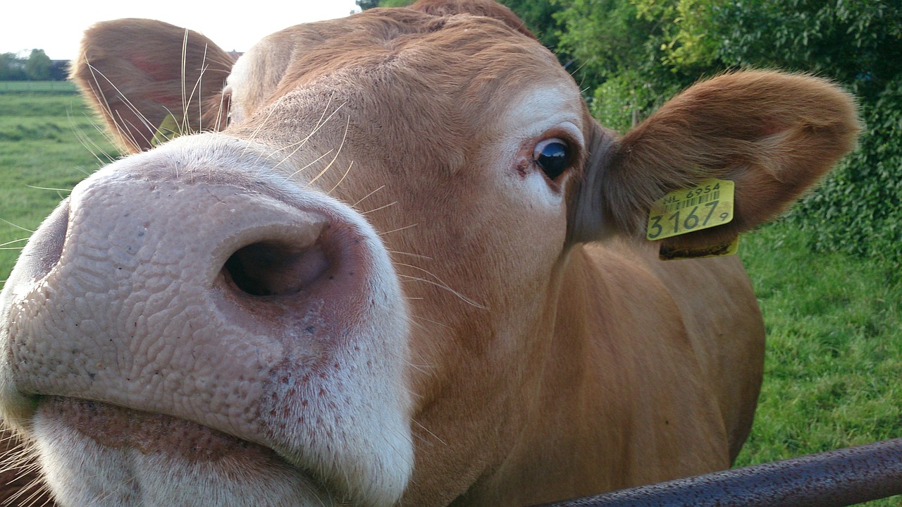 animal cow curiosity free photo