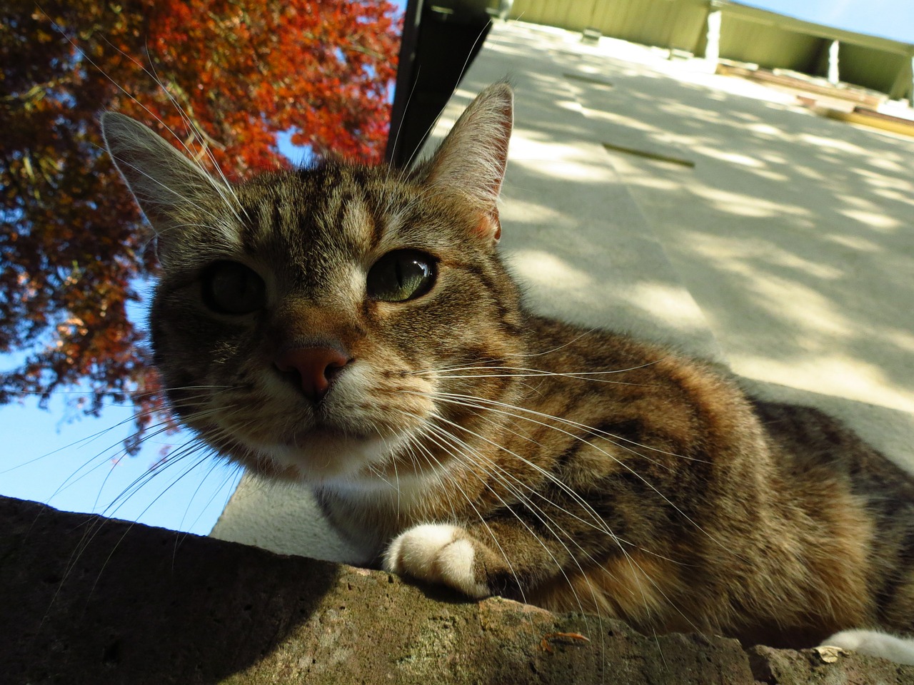 animal cat close-up free photo