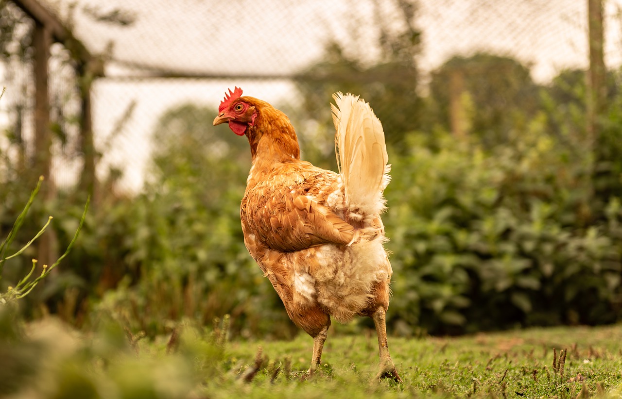 animal  chicken  spout free photo