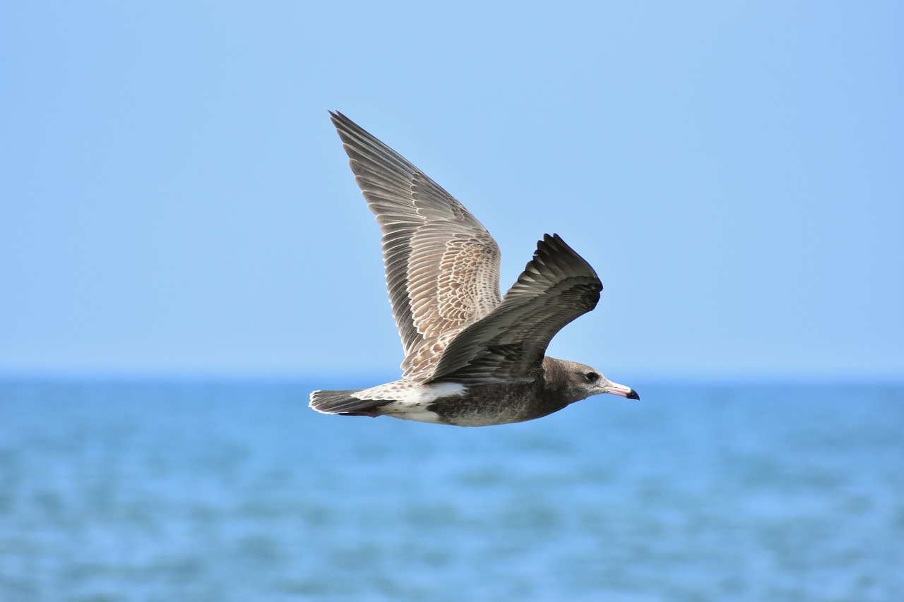 animal  sea  bird free photo