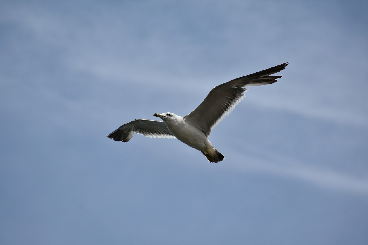 animal  sky  bird free photo