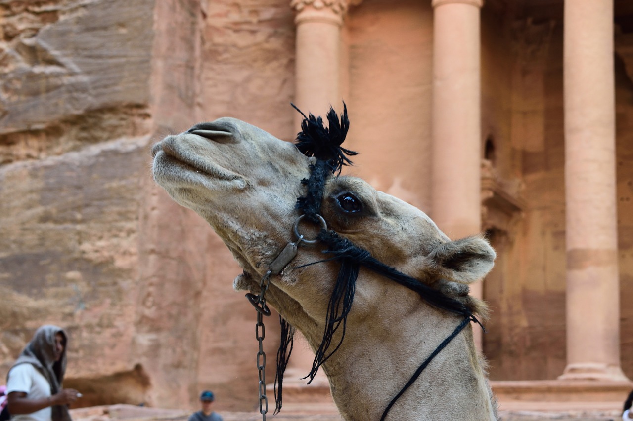 animal  camel  facial free photo