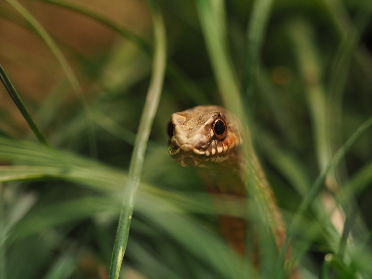 animal  snake  reptile free photo