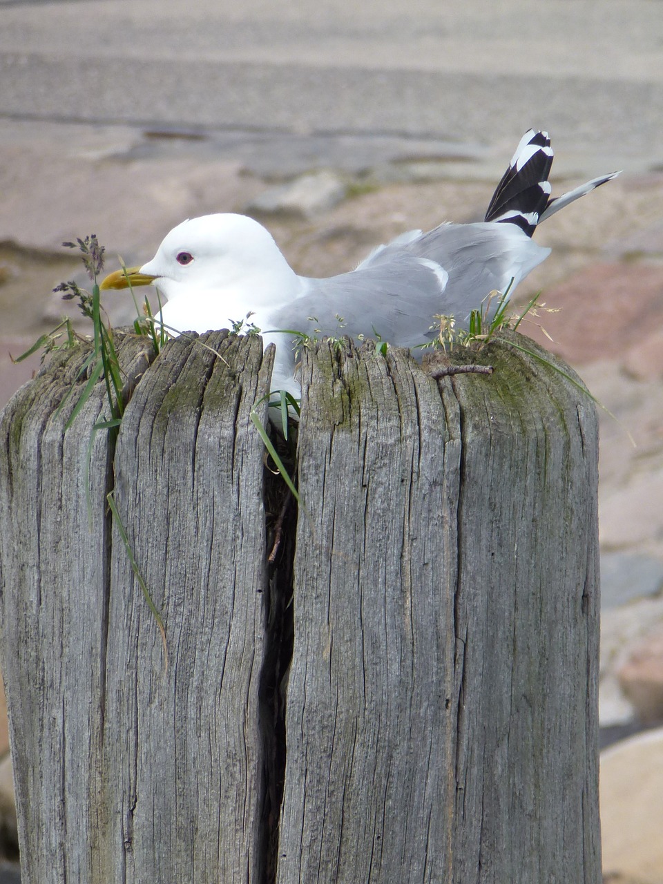 animal  seagull  bird free photo