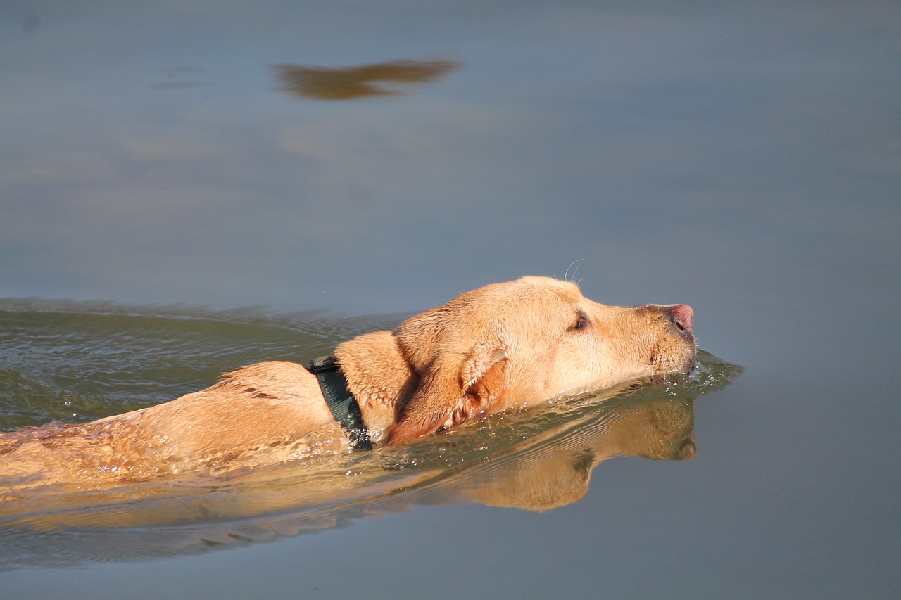 animal  dog  swimming free photo