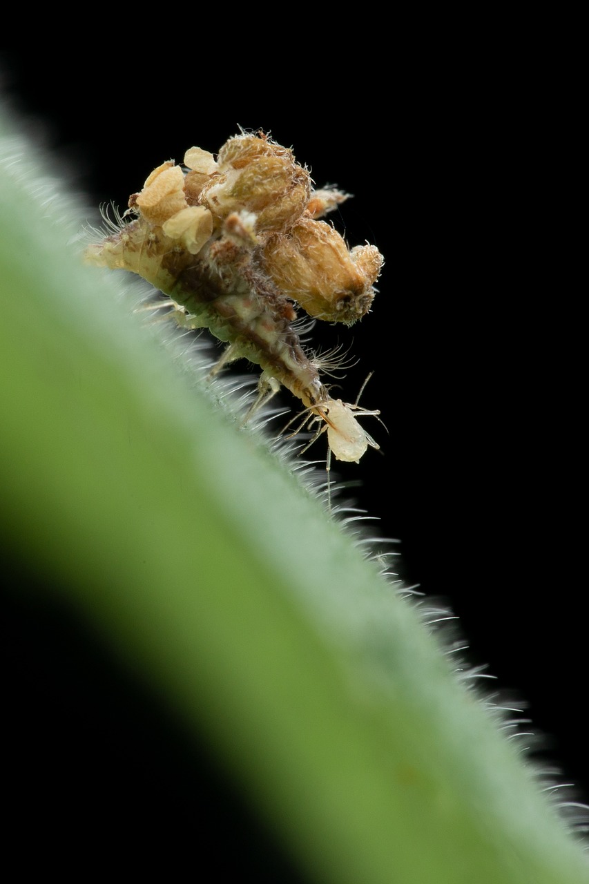 animal  insect  aphid lion free photo