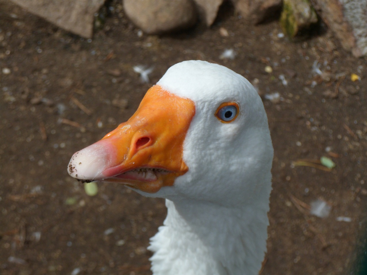 animal goose bird free photo