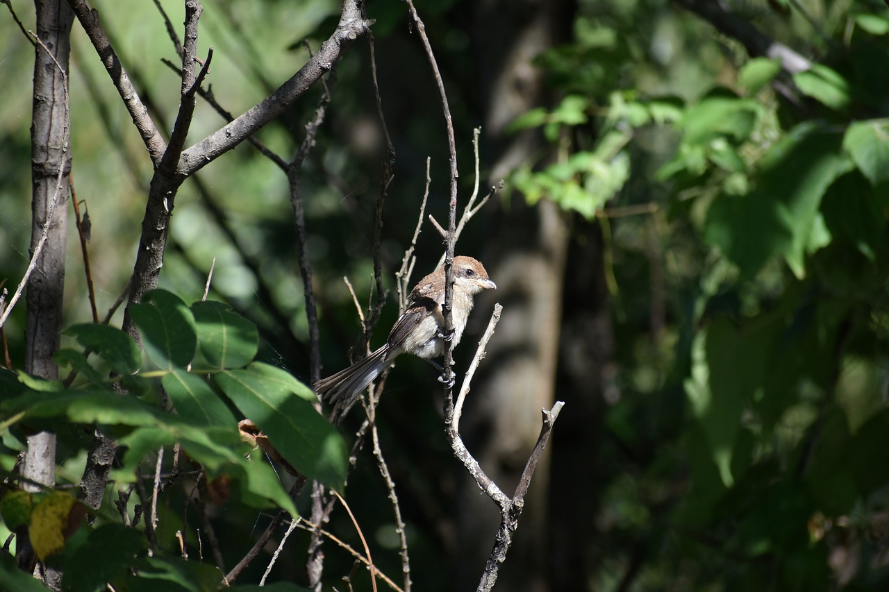 animal  forest  wood free photo