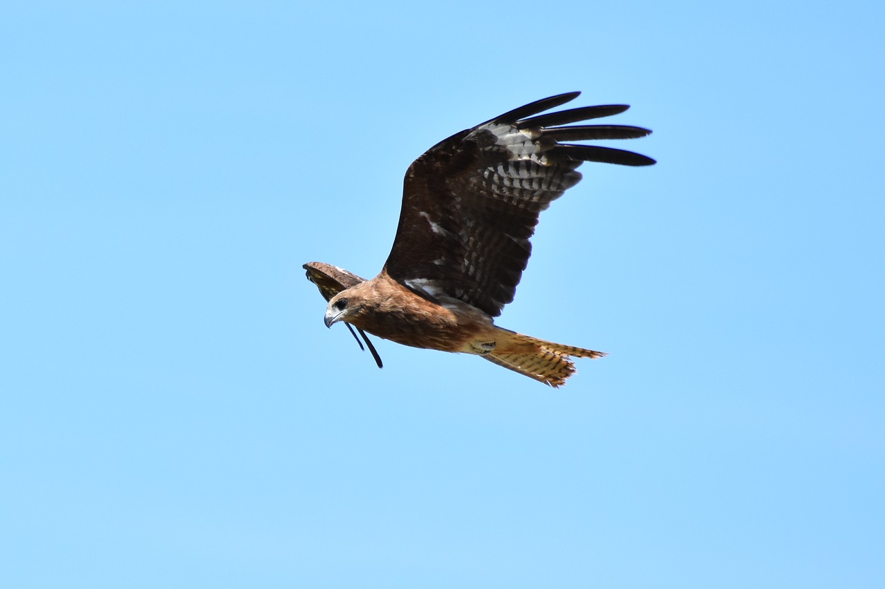 animal  sky  bird free photo