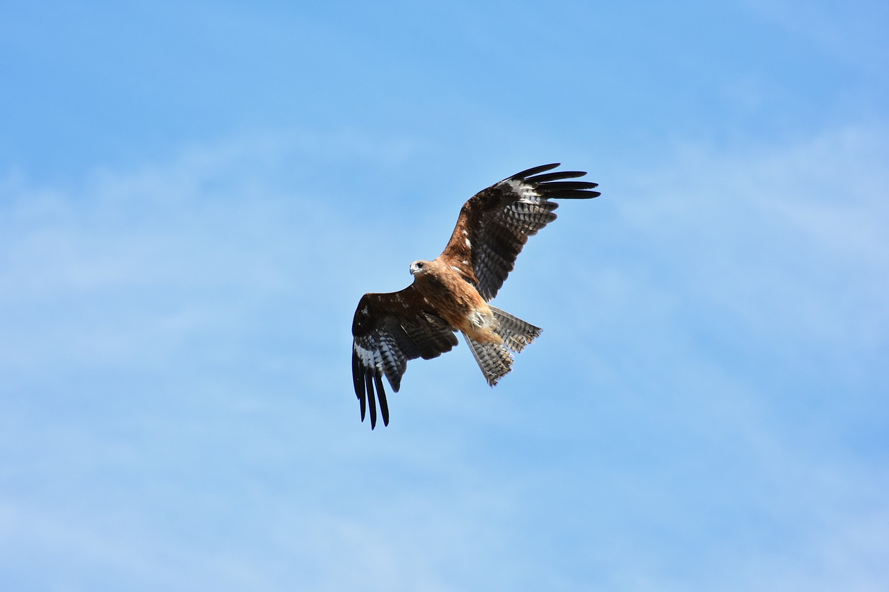 animal  sky  bird free photo