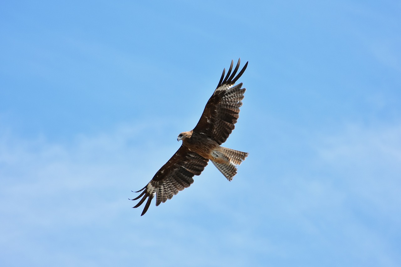 animal  sky  bird free photo