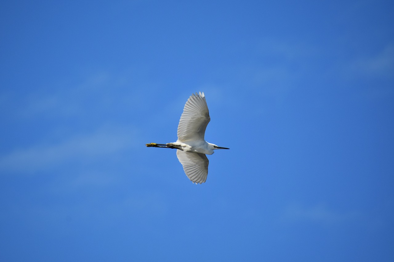 animal  sky  bird free photo