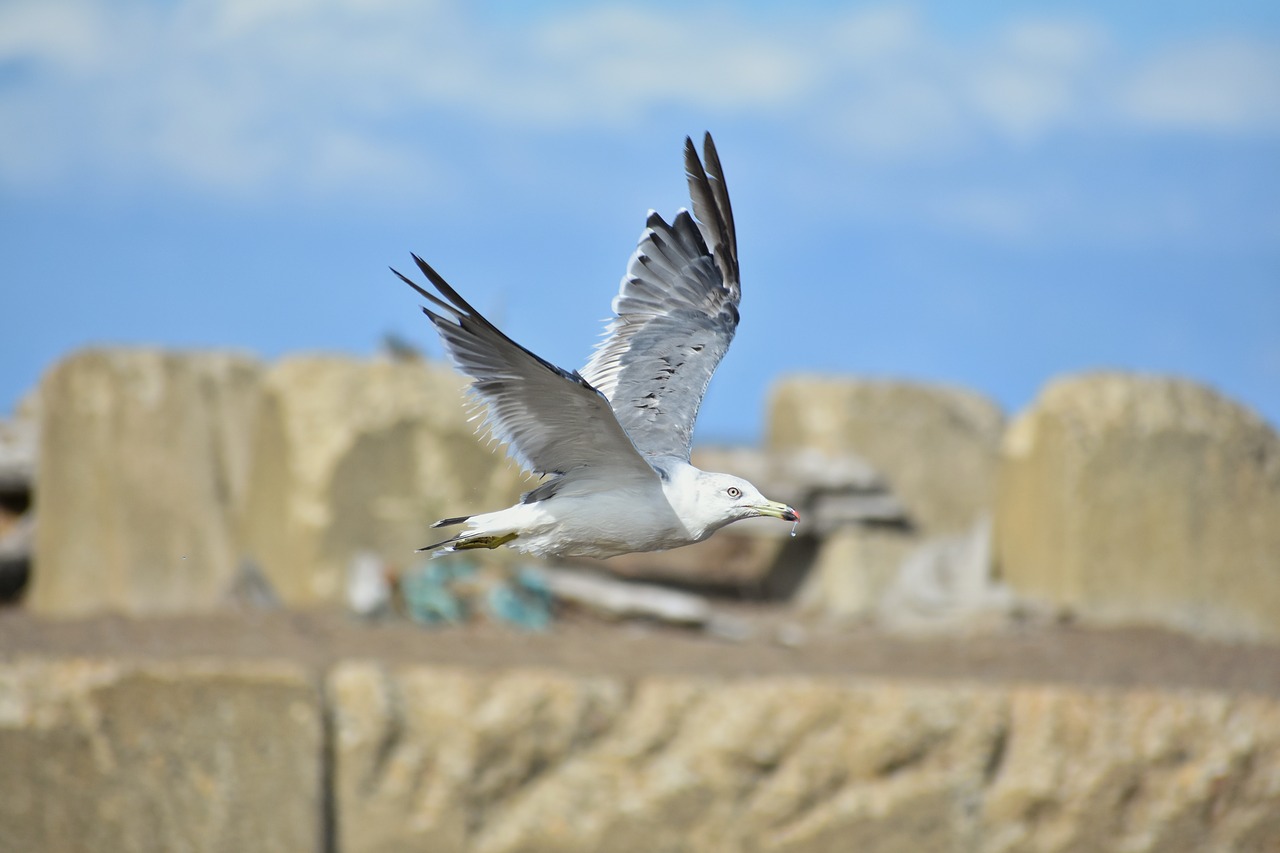 animal  sky  sea free photo