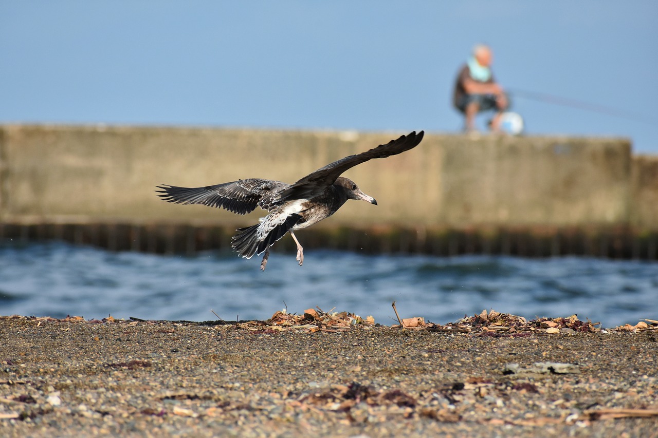 animal  sea  beach free photo