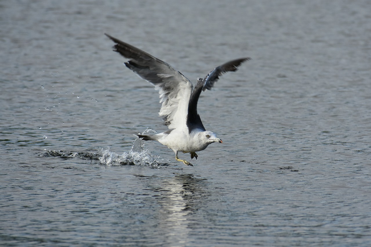 animal  sea  beach free photo