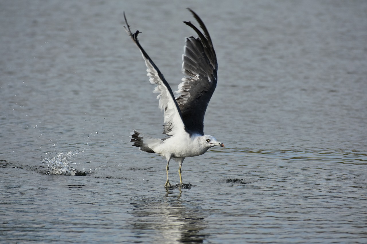 animal  sea  beach free photo