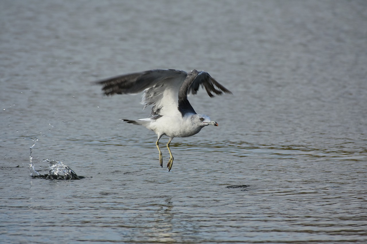 animal  sea  beach free photo