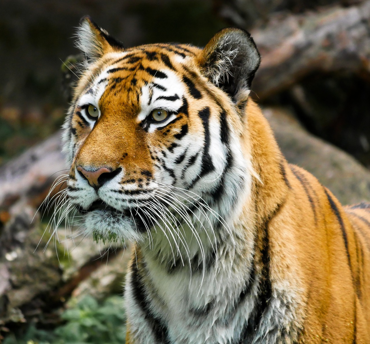 animal  tiger  big cat free photo
