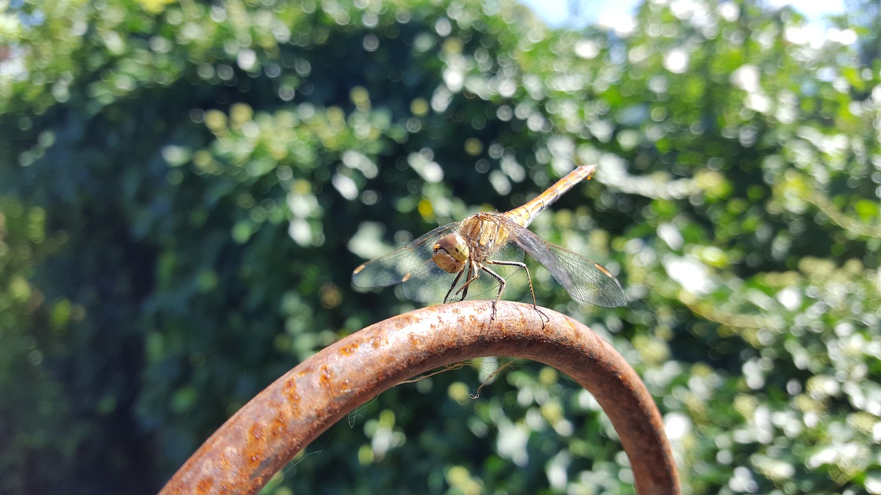 animal  nature  dragonfly free photo