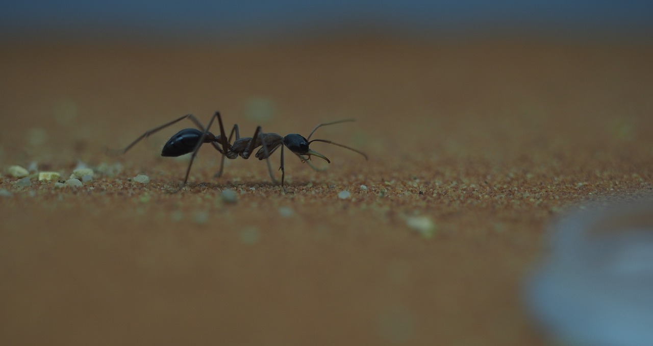 animal  ant  macro free photo