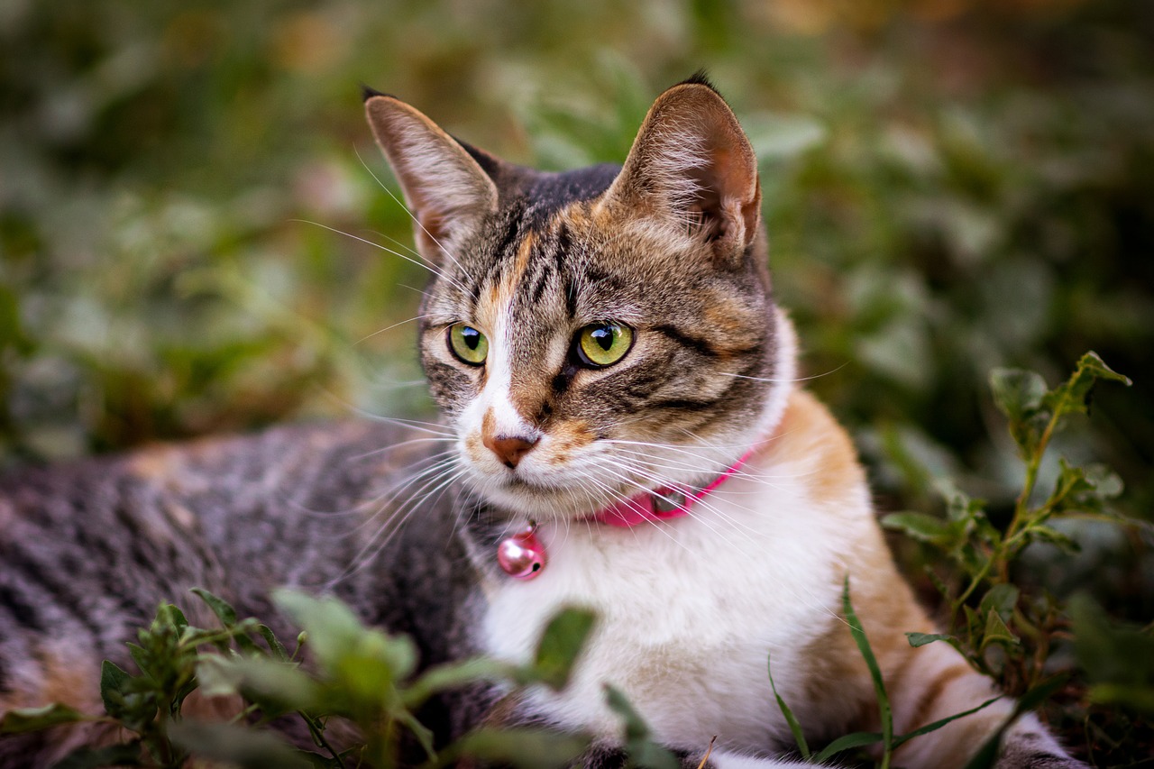 animal  cat  nature free photo