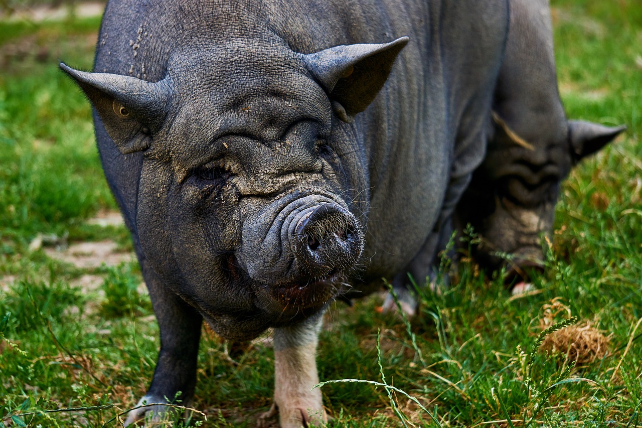 Animal, pig, pot bellied pig, farm, snout - free image from 