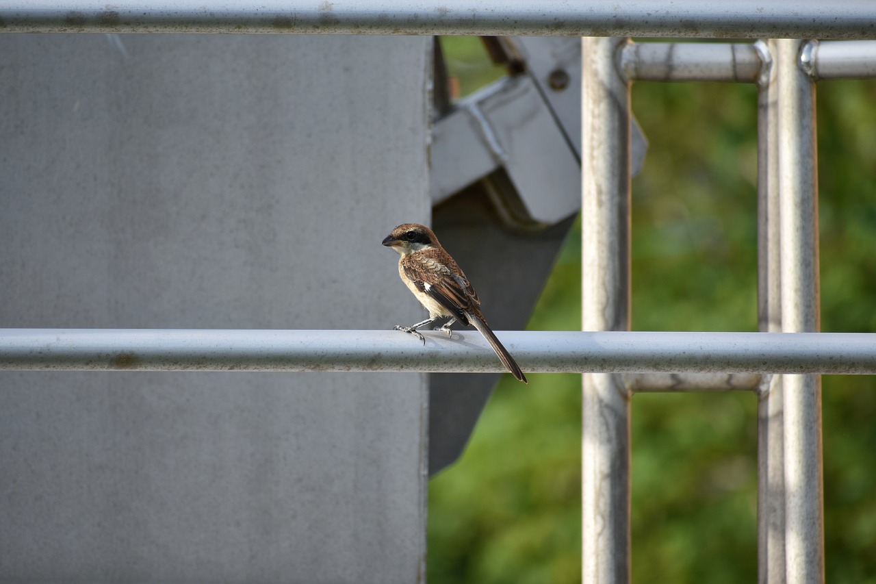 animal  bird  wild birds free photo