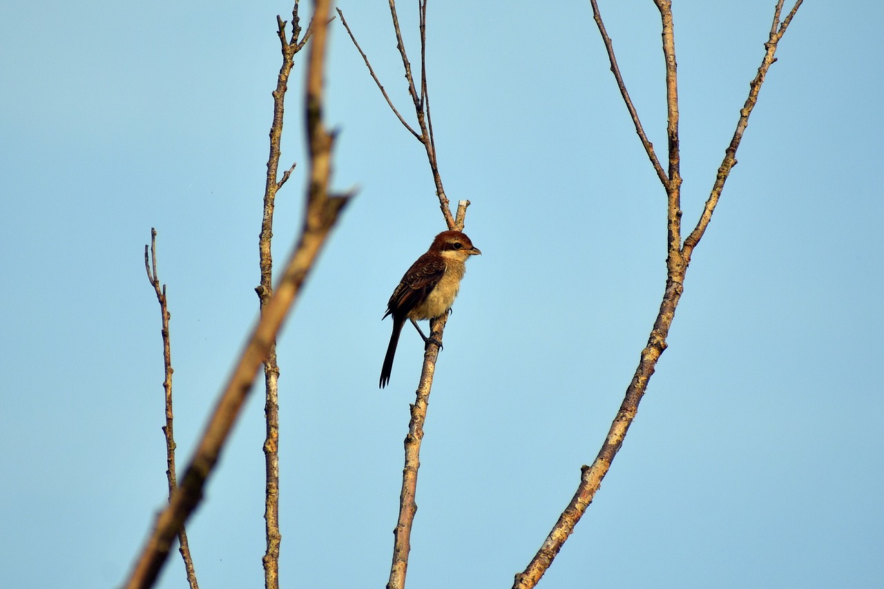 animal  sky  morning free photo