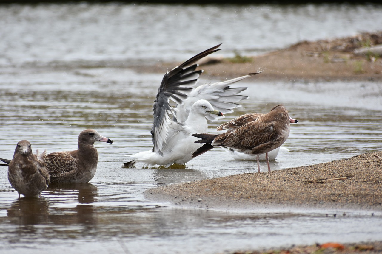 animal  sea  beach free photo