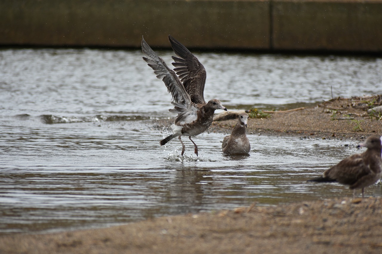 animal  sea  beach free photo