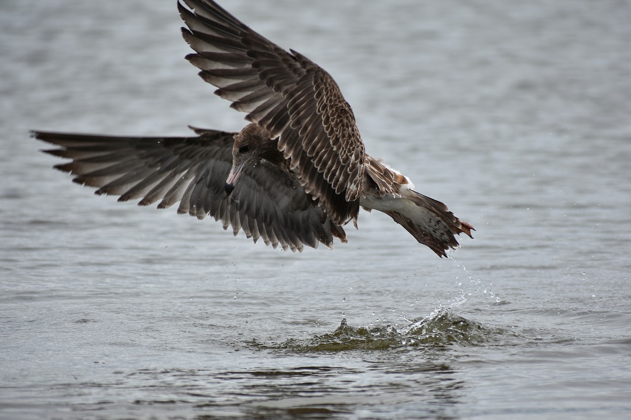 animal  sea  beach free photo