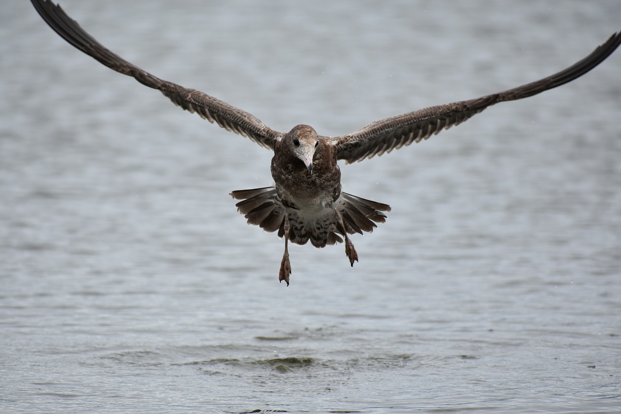 animal  sea  beach free photo