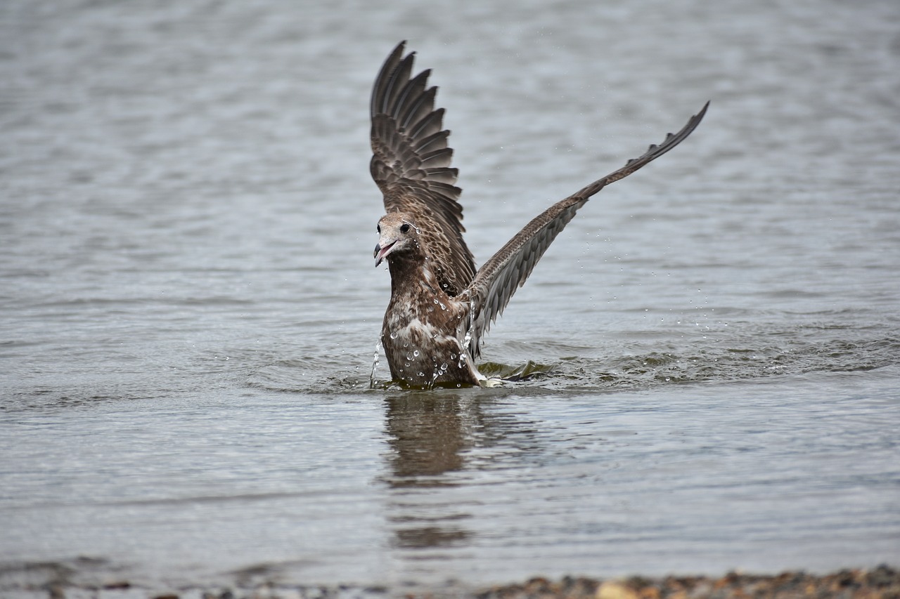 animal  sea  beach free photo