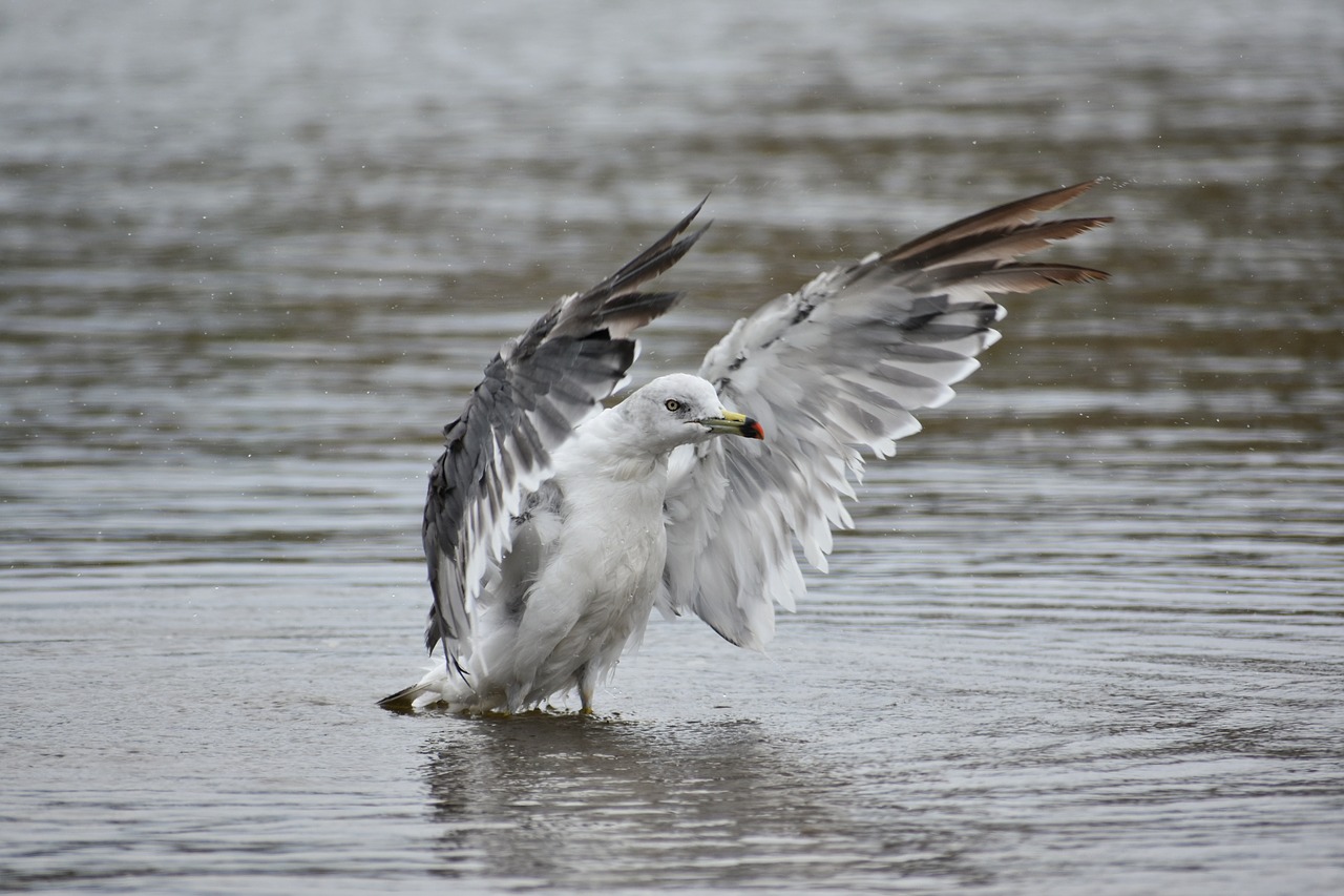 animal  sea  beach free photo