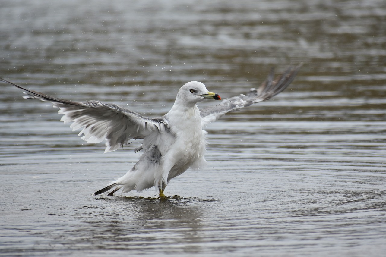 animal  sea  beach free photo