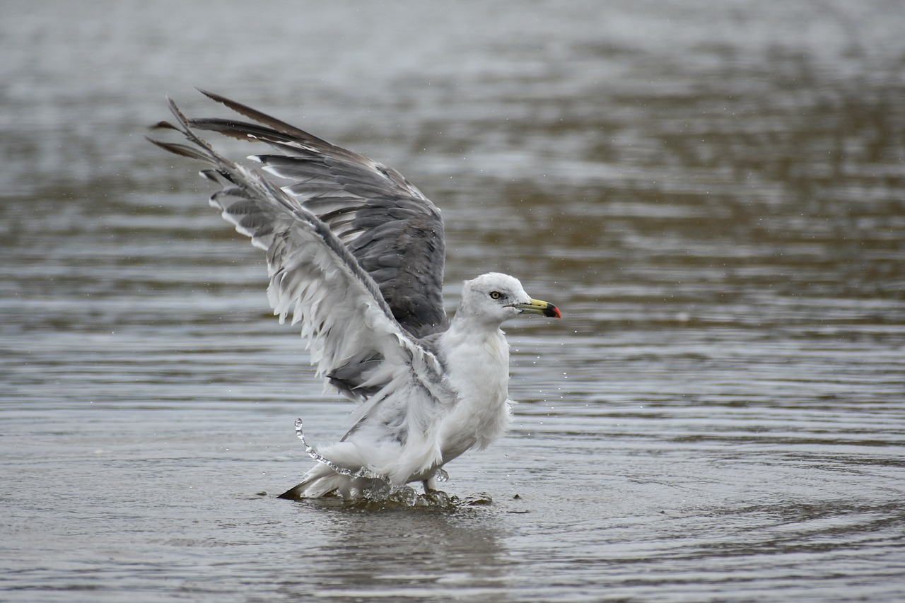 animal  sea  beach free photo