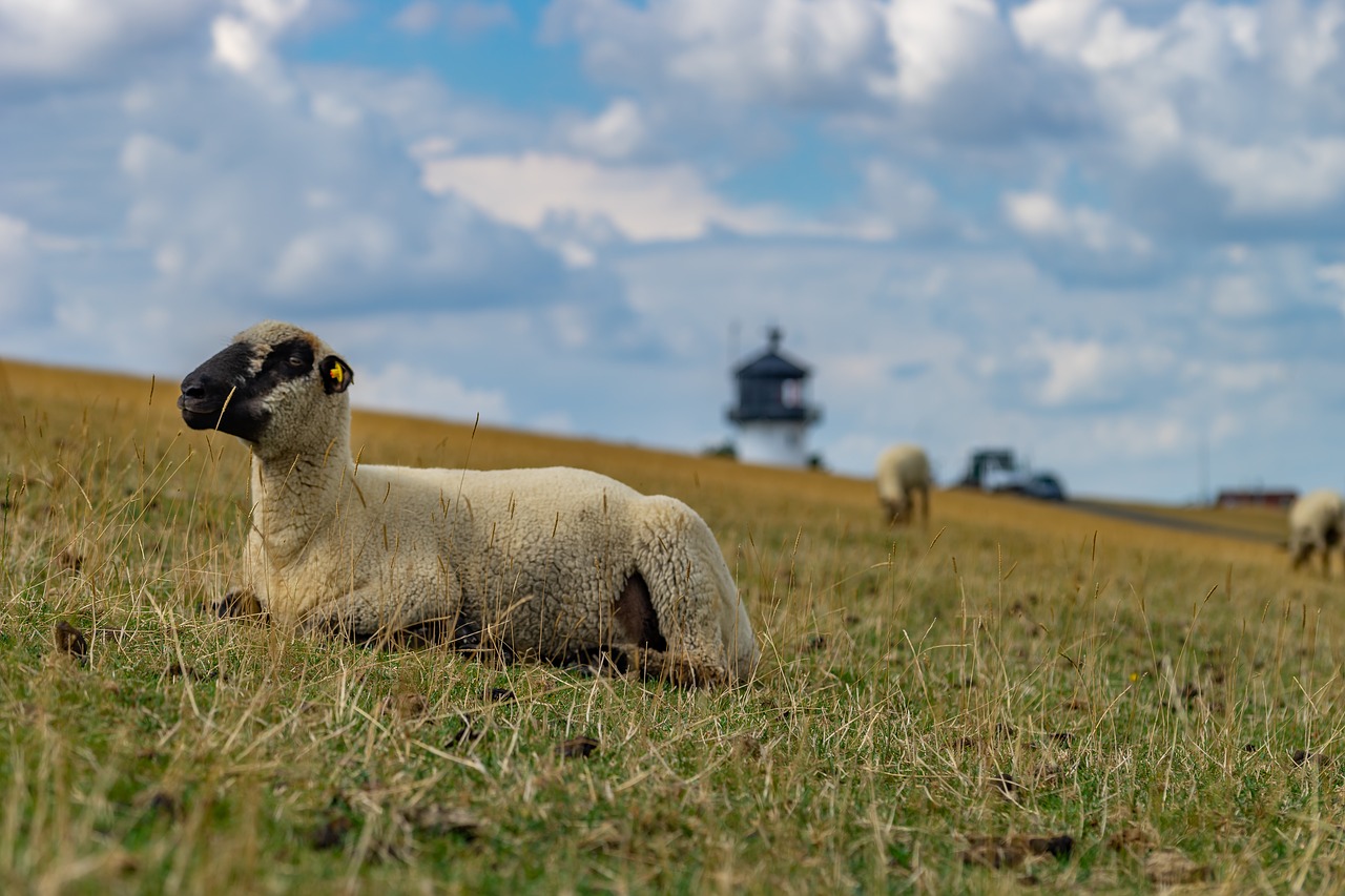 animal  sheep  nature free photo