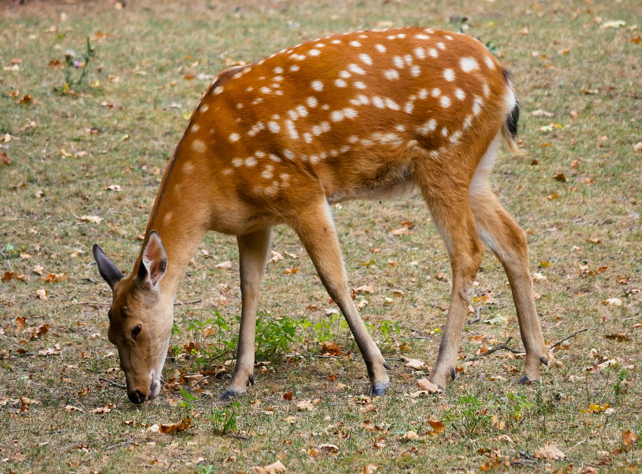 animal  fallow deer  red deer free photo