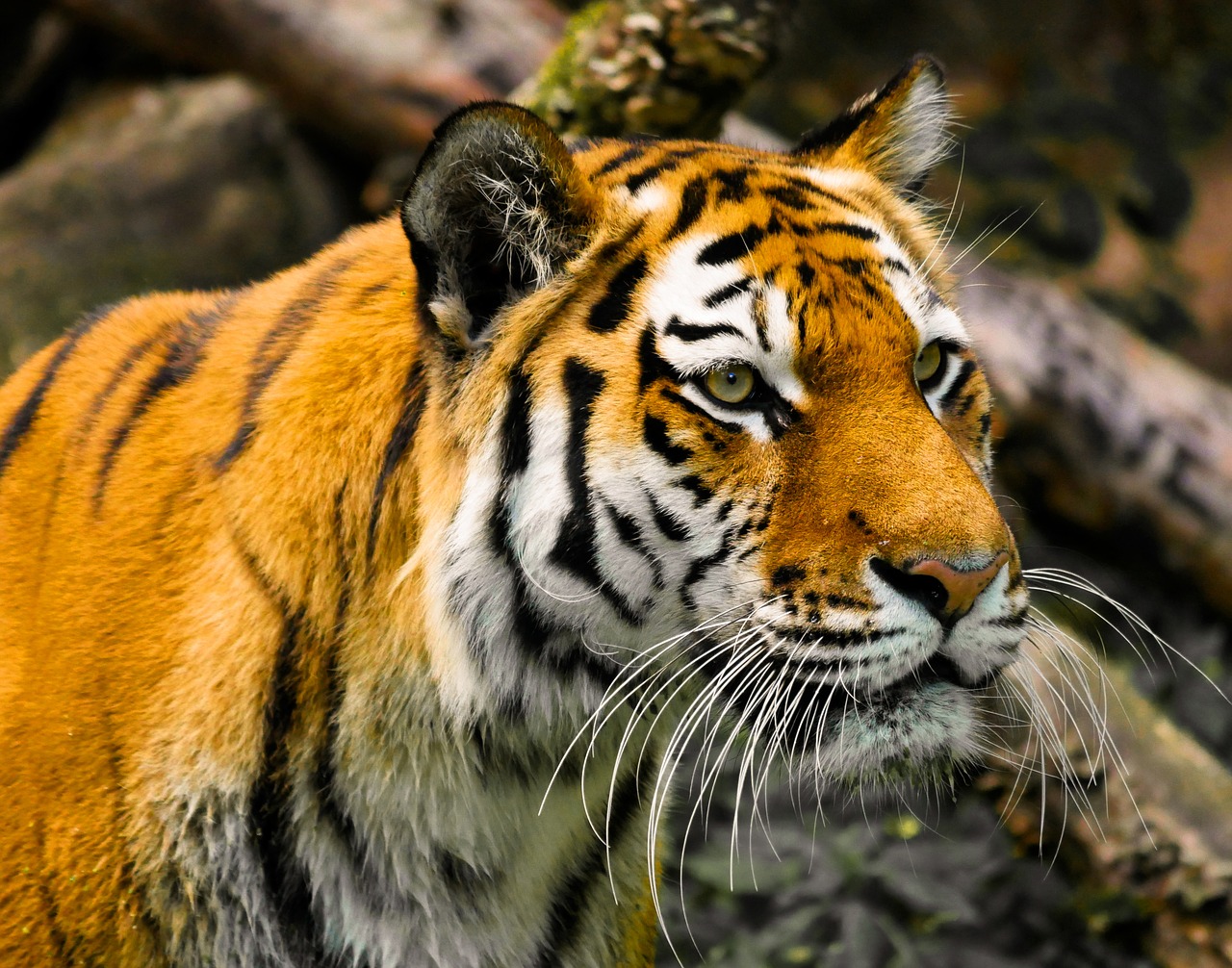 animal  tiger  big cat free photo