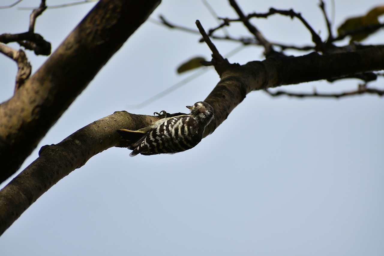 animal  wood  bird free photo