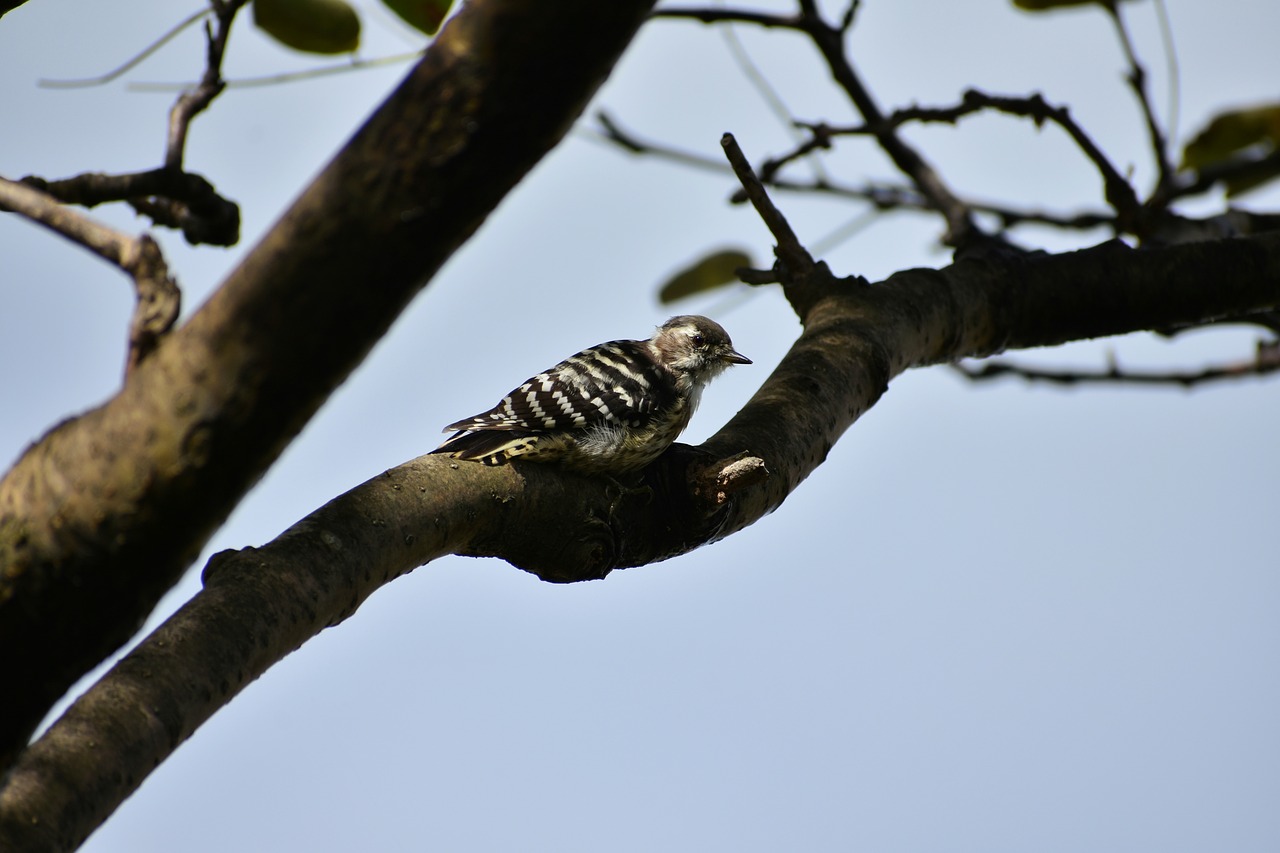 animal  wood  bird free photo