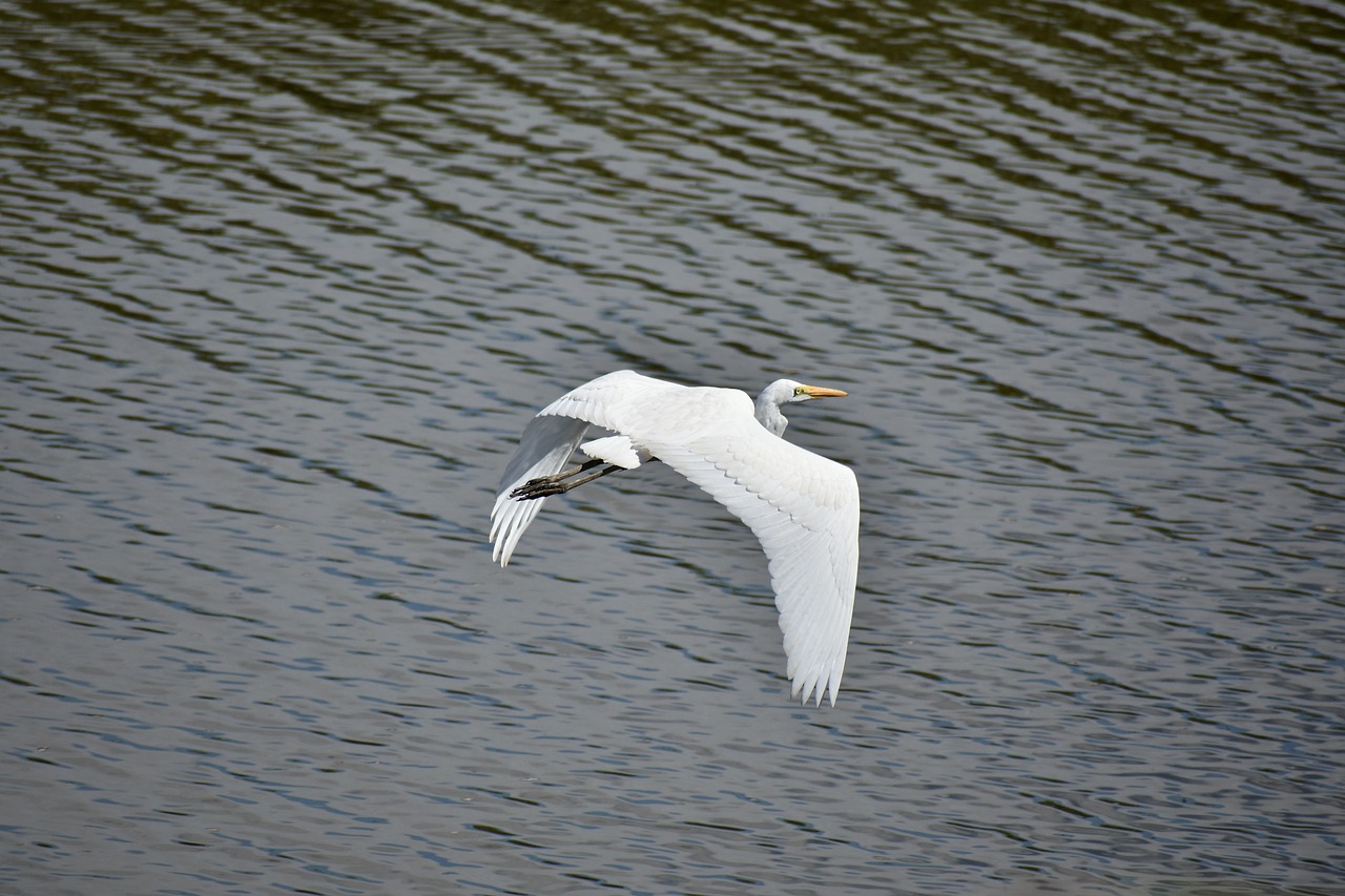 animal  river  waterside free photo